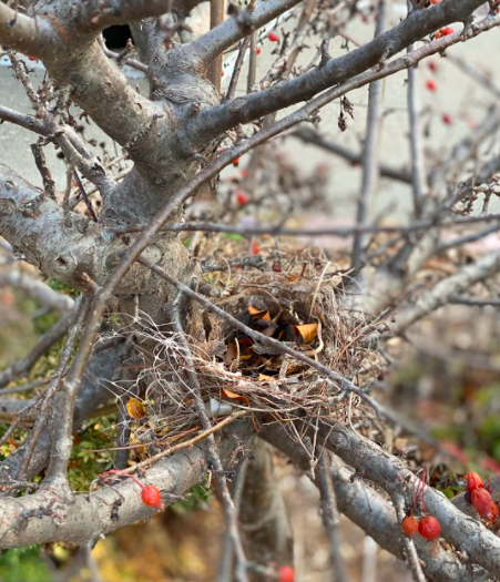 A sparrows nest decorates a bare crabapple tree.