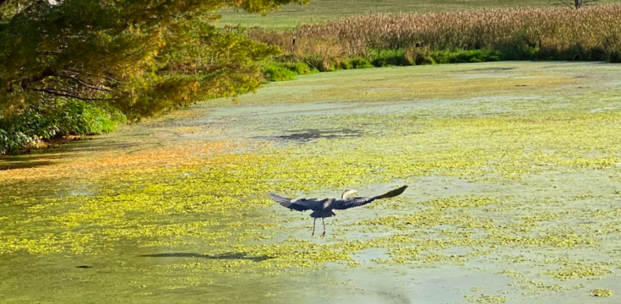 A great blue heron takes flight. 