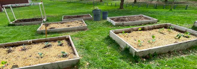 Vegetable plots just after being planted and mulched. 