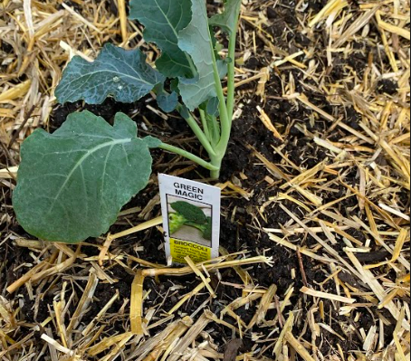 A broccoli seedling.