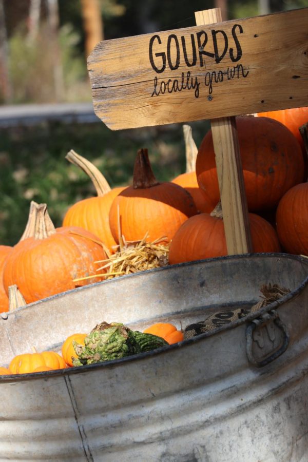 During our visit, seasonal items like pumpkins and hedge apples were a popular item. 