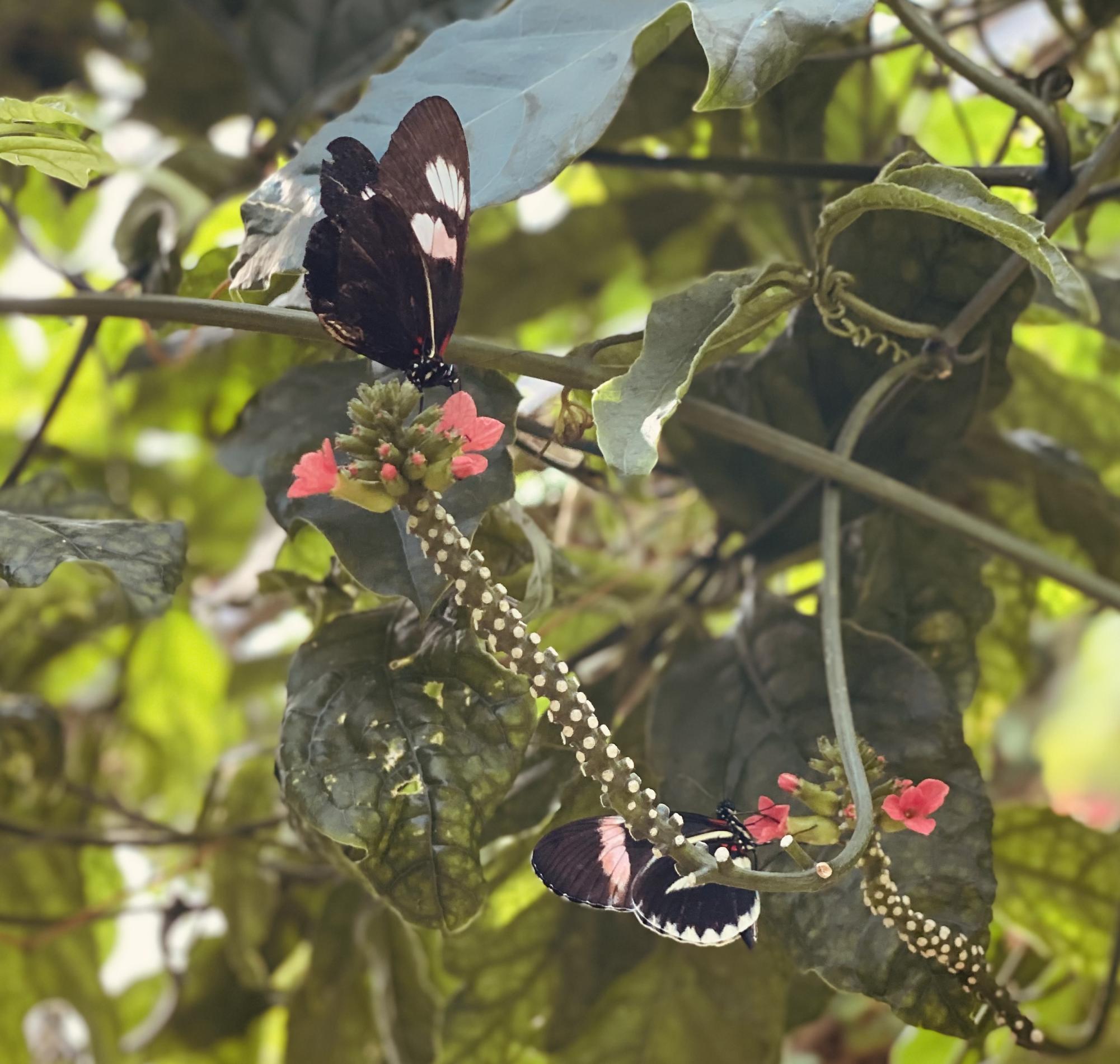 White-spotted peachwing butterflies at Omaha's Henry Doorly Zoo.