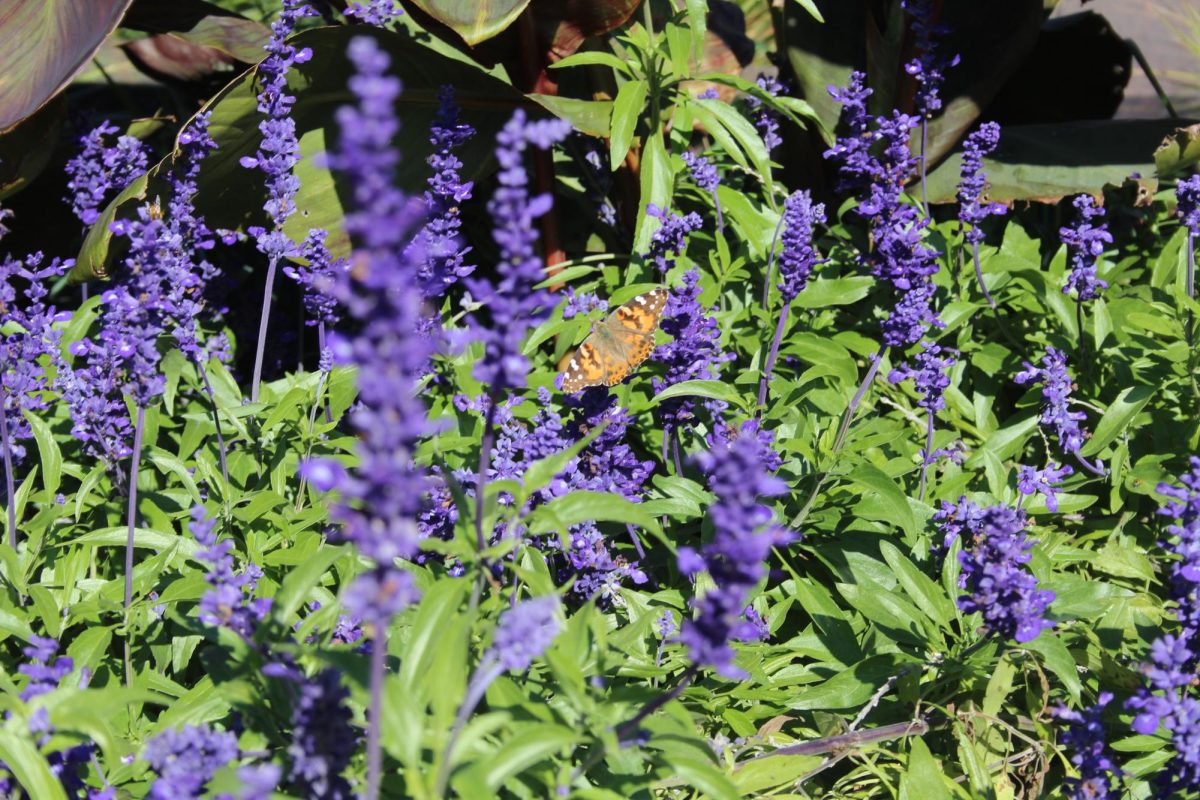 A painted lady butterfly in Memorial Park.