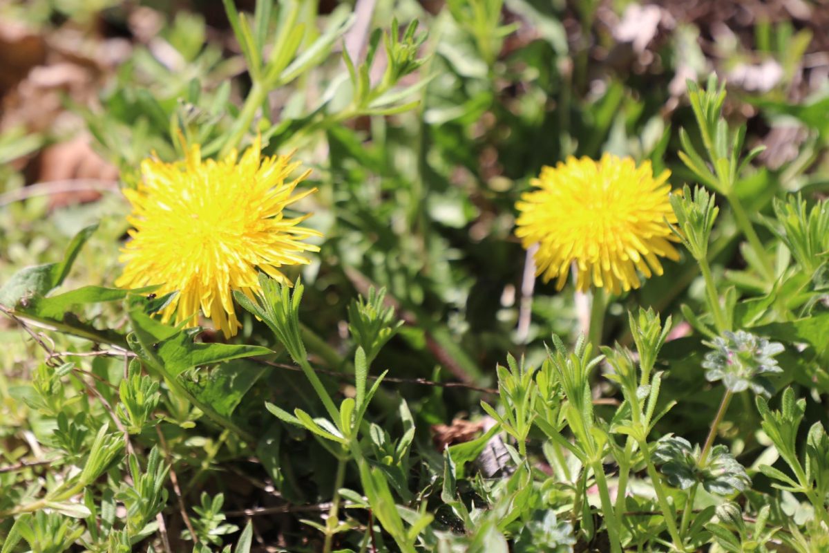 "When I was little I would always pick dandelions and turn them into bouquets. When I had a whole pile of them I would put them together and give them to my mom and dad." - Jasmine Nlam