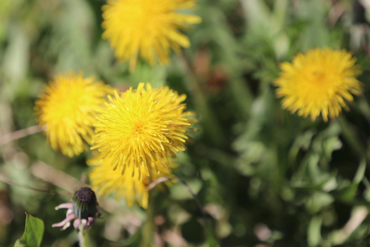 "I remember when I was little me and my friends would play lion king at recess and put dandelion pollen on our foreheads."