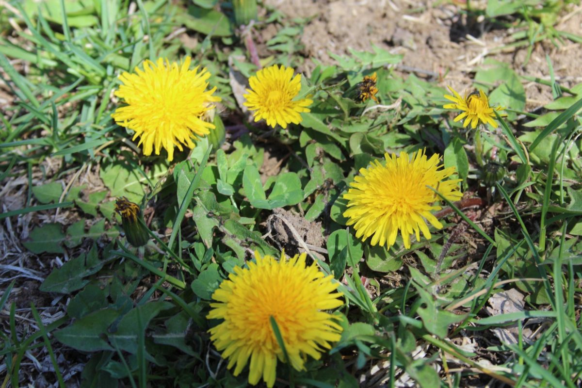 "On the first day of kindergarten, I was really nervous so I sat in the grass and plucked dandelions and put one in my hair. I played with it during school and it helped throughout the day."