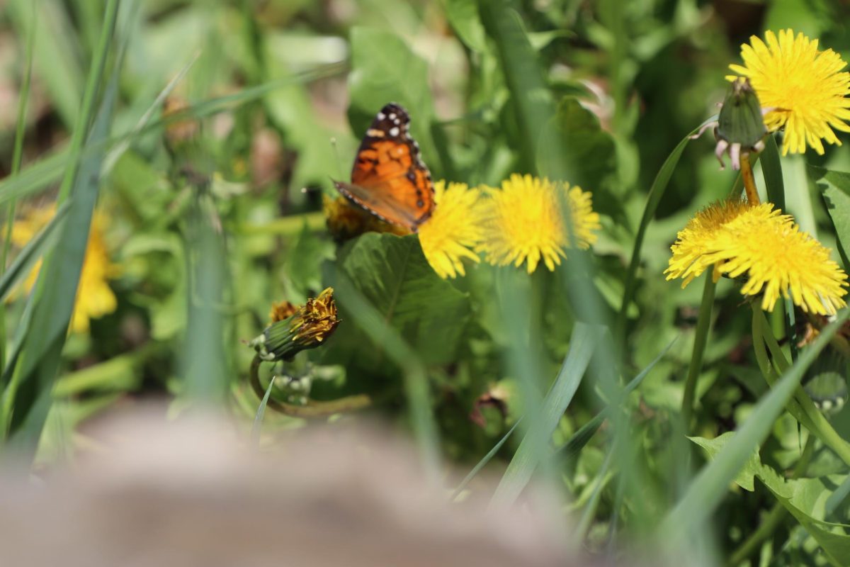 Painted Lady butterflies at the pollinator habitat.