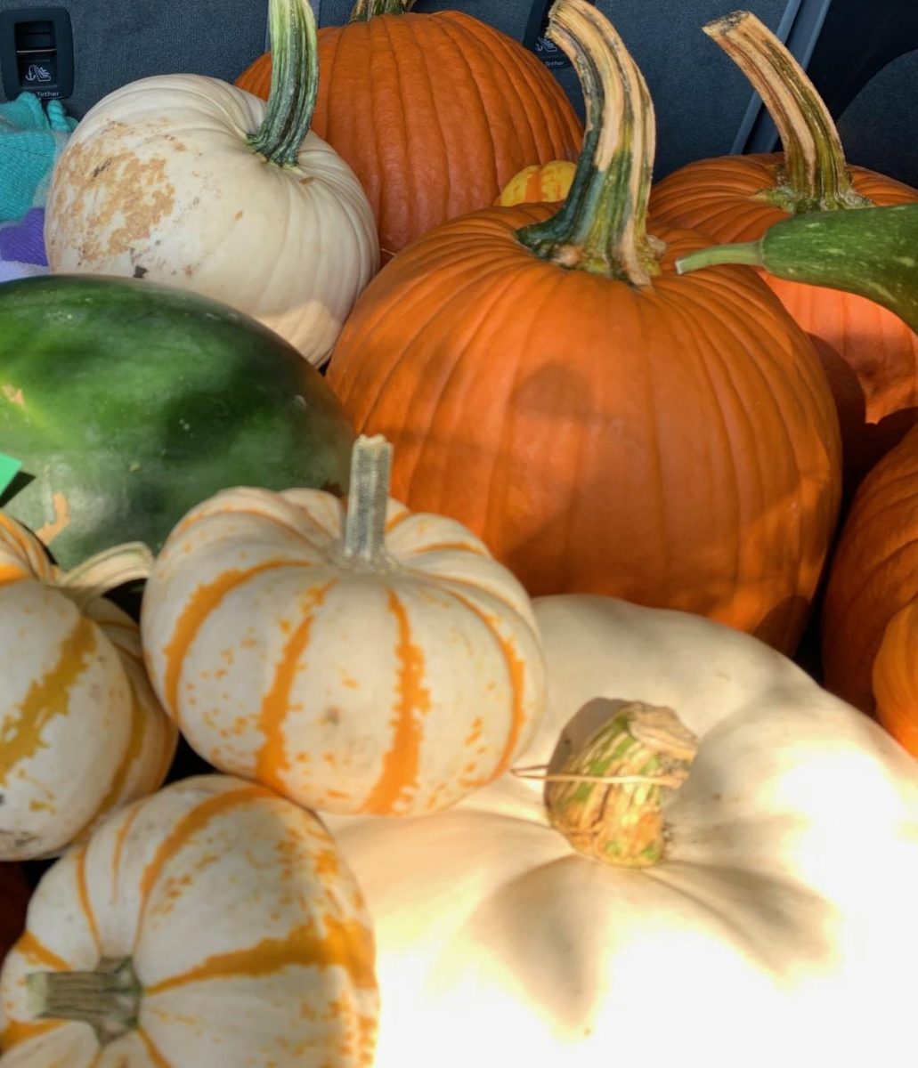 A variety of pumpkins.