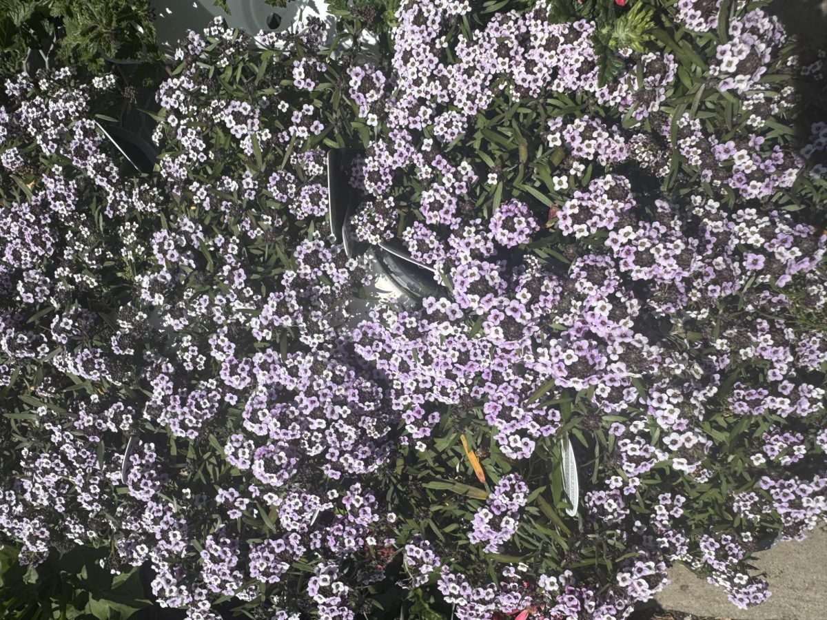 The Vibrant Colors of Late Spring: A Photo Essay