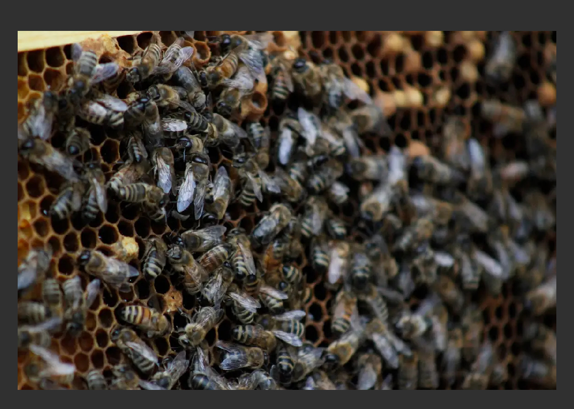 The Buzz About Bees: The Benefits of a Local Honey Harvest