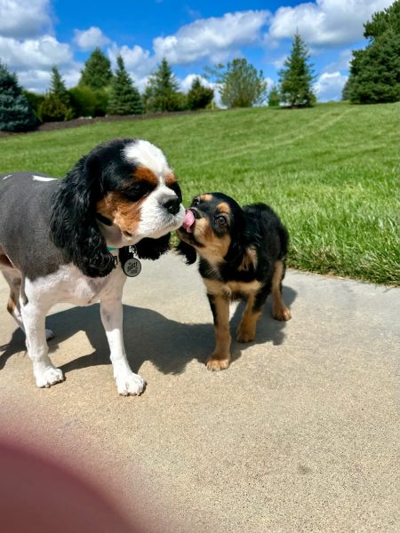 It's a Great Time to Get a Puppy